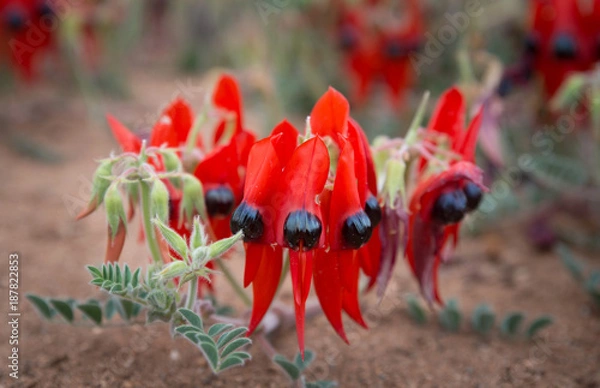 Obraz Desert Sturt Pea flowers