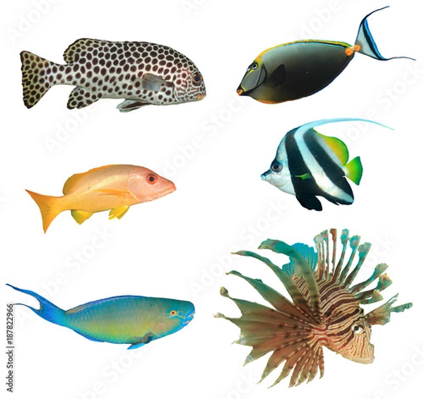 Fototapeta Tropical reef fish isolated on white background. Sweetlips, unicornfish, snapper, bannerfish, parrotfish, lionfish 