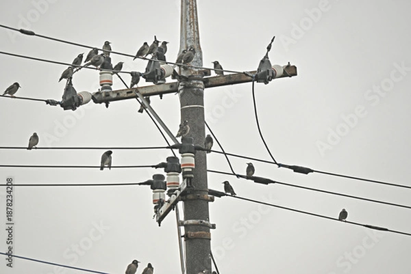 Obraz 電線に集まるたくさんのムクドリ