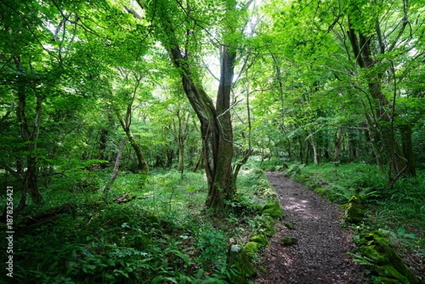 Obraz glittering spring forest and path