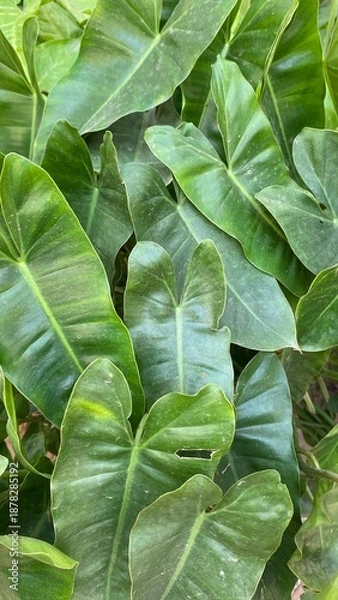 Fototapeta fresh green cabbage