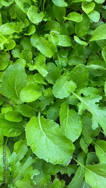Fototapeta green leaves background