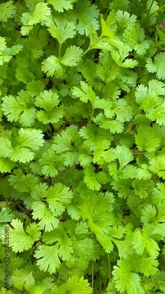 Fototapeta green maple leaves