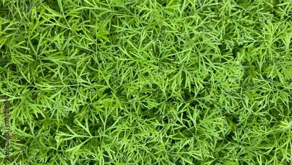 Fototapeta green grass background