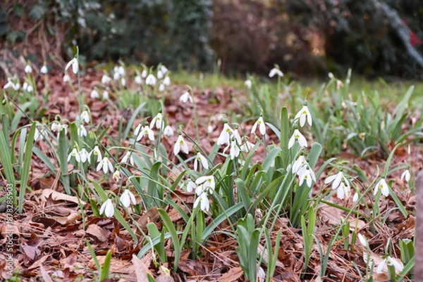 Fototapeta スノードロップ　Snowdrop