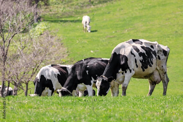Obraz 北海道共和町、丘陵で放牧されている乳牛【5月】