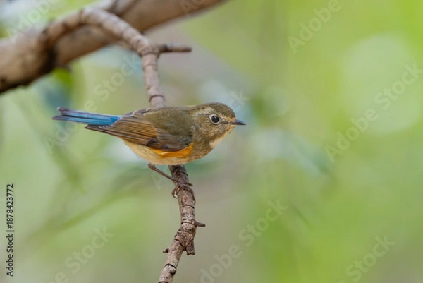 Obraz 枝に止まる野鳥