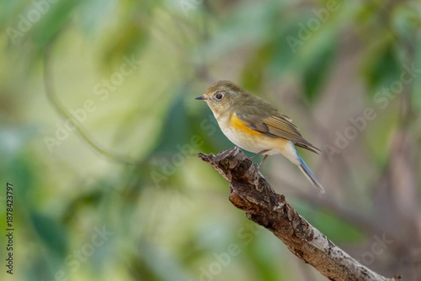 Obraz 枝に止まる野鳥