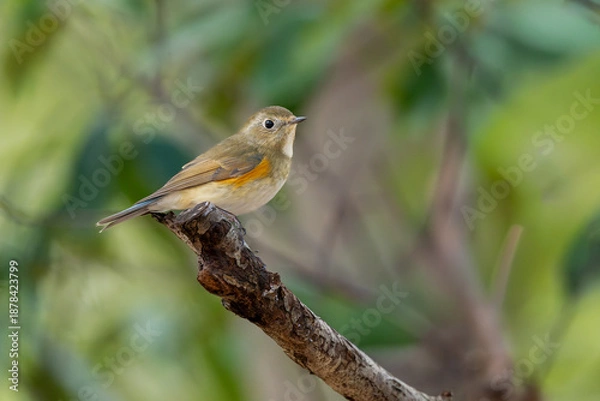 Obraz 枝に止まる野鳥