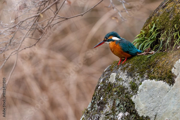 Obraz 岩に止まる野鳥