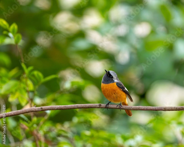 Obraz 枝に止まる野鳥