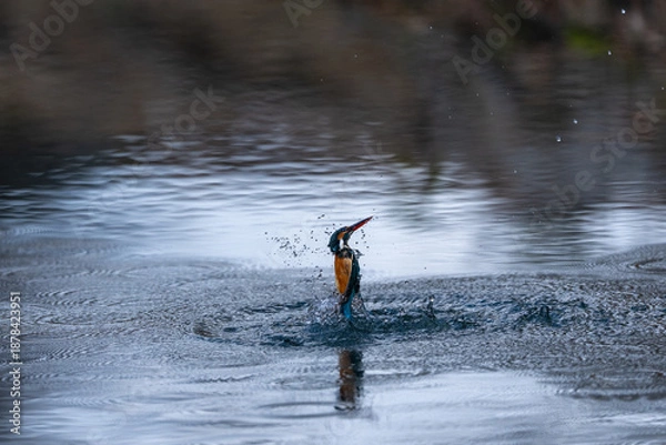 Obraz 水面からの飛び出し