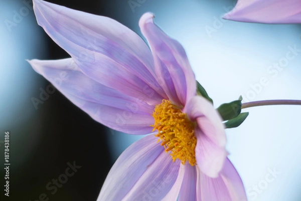 Obraz 大胆で気品がある花　皇帝ダリア