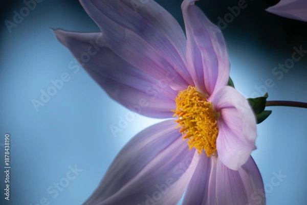 Obraz 大胆で気品がある花　皇帝ダリア