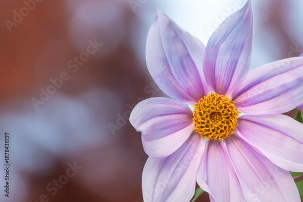 Obraz 大胆で気品がある花　皇帝ダリア