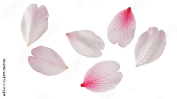 Obraz 桜の花びらのパーツ、背景透過