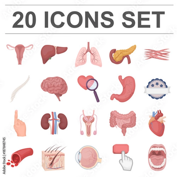 Obraz Internal organs of a human cartoon icons in set collection for design. Anatomy and medicine vector symbol stock web illustration.