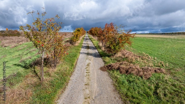 Obraz Feldweg mit Baumallee