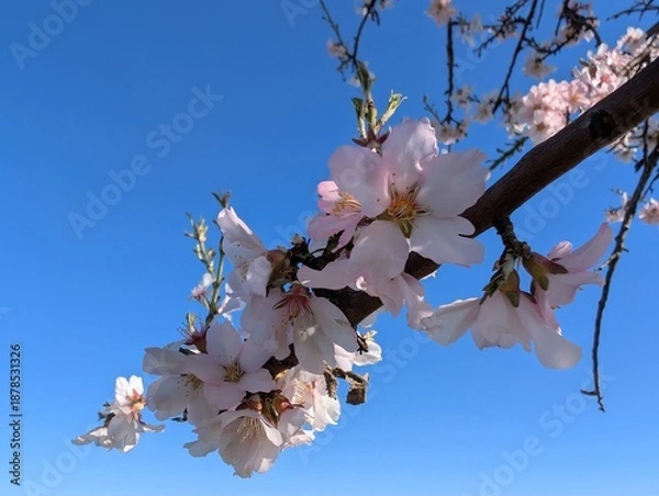 Obraz Fleurs de printemps