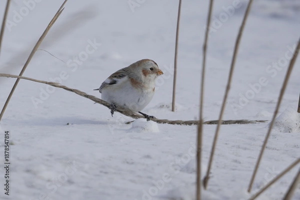 Obraz ハマニンニクに乗るユキホオジロ