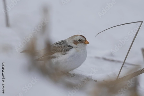 Obraz 雪の中で餌を探すユキホオジロ