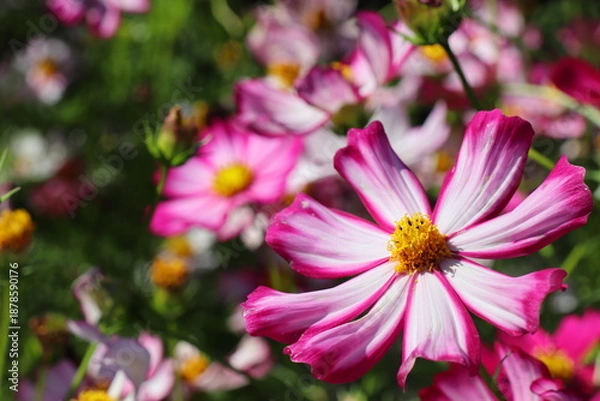 Obraz ピンクのグラデーションのコスモス　あかつき