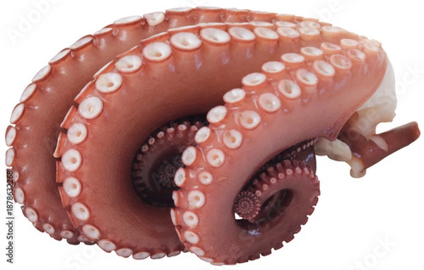 Obraz 茹でタコ（切り抜き）