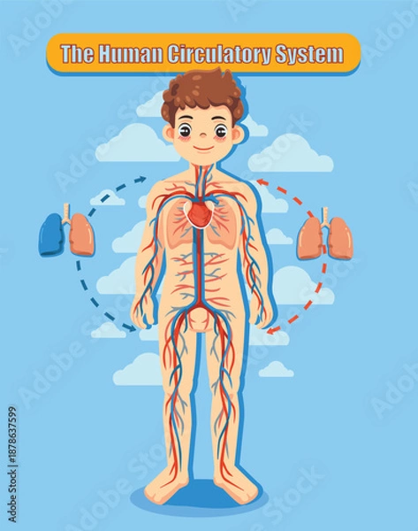 Fototapeta The Human Circulatory System
