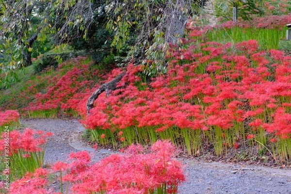 Obraz 羽黒山公園の彼岸花　宮城県