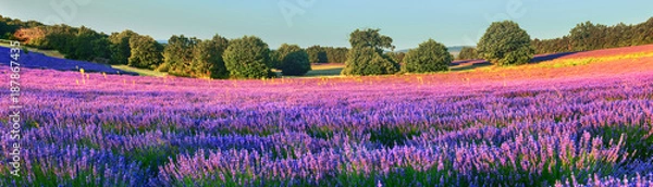 Obraz Lawendowe pole rano