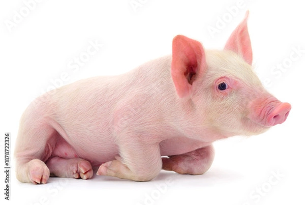 Fototapeta Small pink piglet lying down isolated on white background