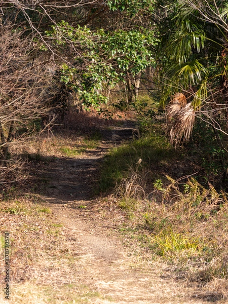 Obraz 枯草や枯木が広がる冬の登山道