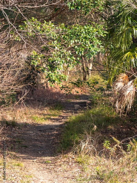 Obraz 枯草や枯木が広がる冬の登山道