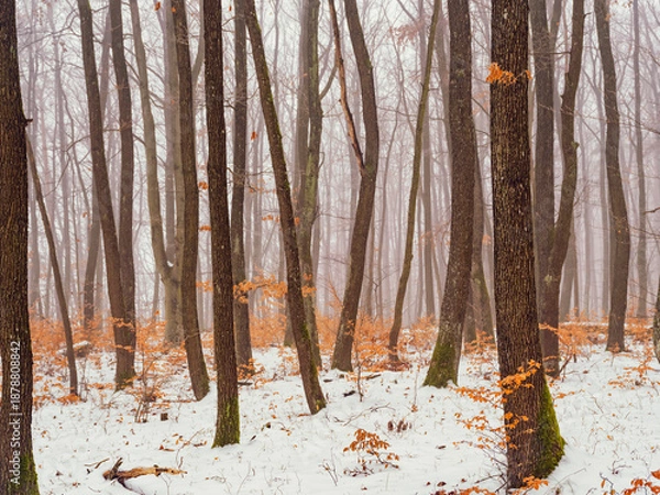Fototapeta winter forest landscape