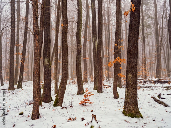 Fototapeta winter forest landscape