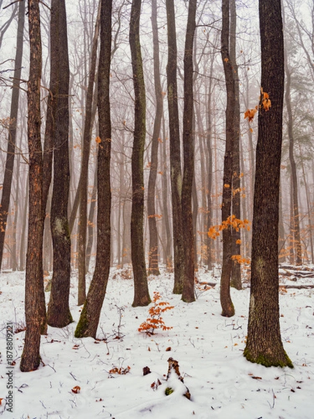 Fototapeta winter forest landscape