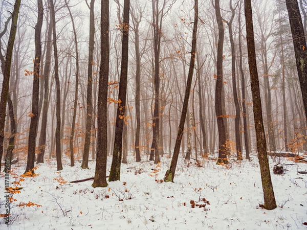 Fototapeta winter forest landscape