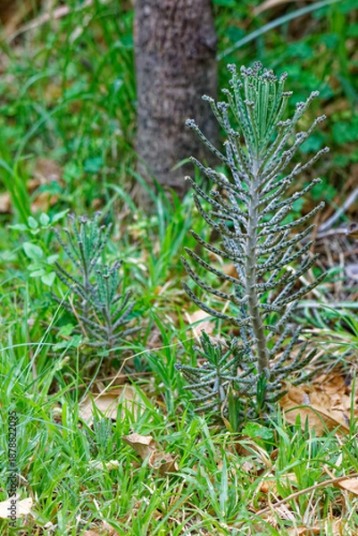 Fototapeta Brutblatt