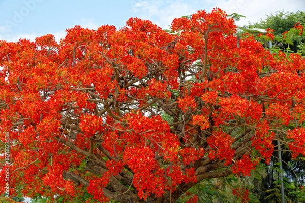 Fototapeta  Flamboyant