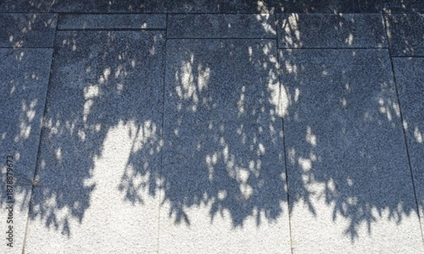 Fototapeta 地面に映る木の葉の影