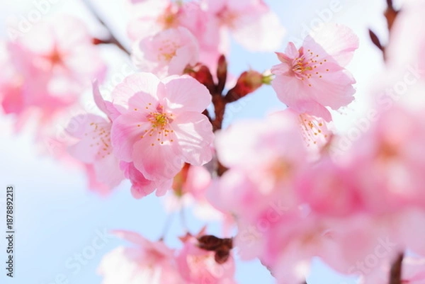 Obraz 満開の陽光桜のクローズアップ　青空背景