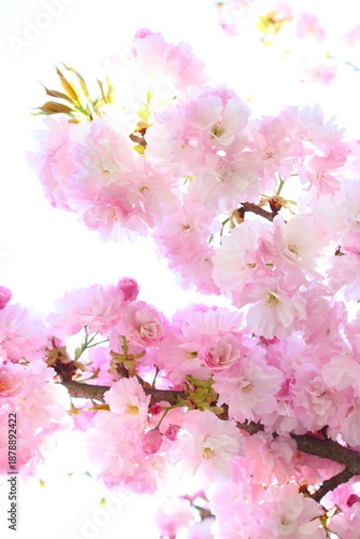 Obraz 満開の八重桜（八重紅虎の尾）