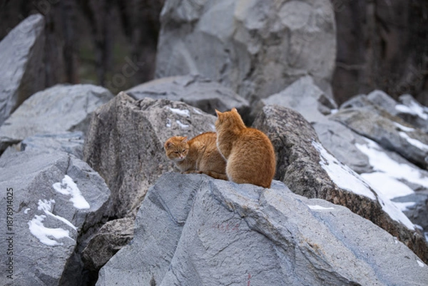 Obraz Two ginger cats on the rocks