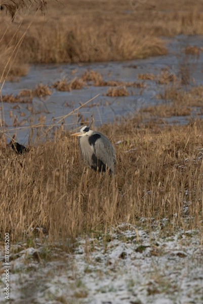 Obraz great blue heron