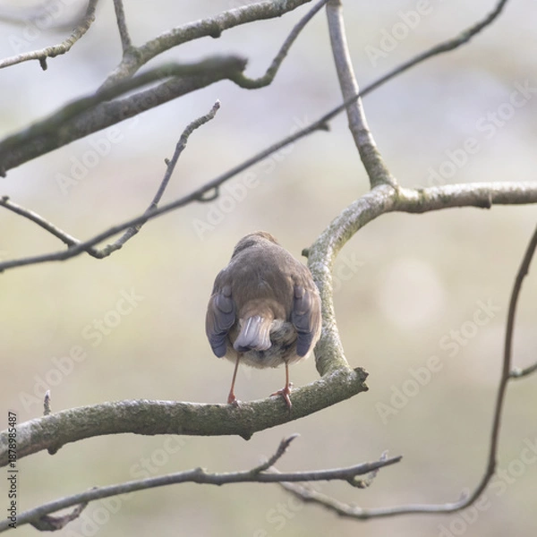 Obraz bird on a branch