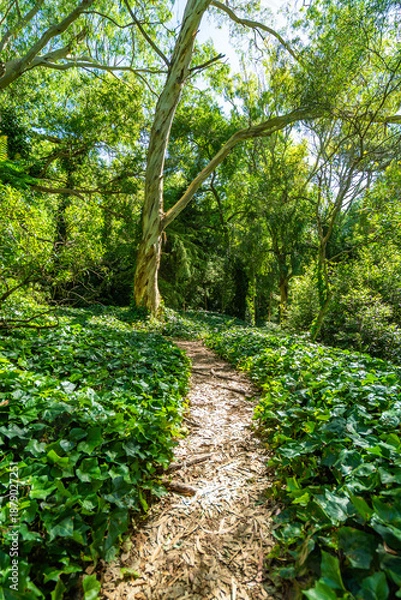 Obraz A path through a forest with a tree in the middle