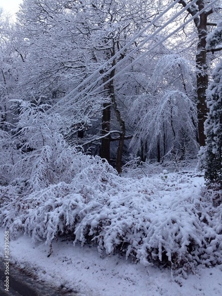 Obraz trees covered with snow