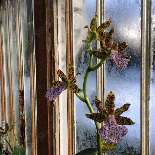 Obraz orchid in winter