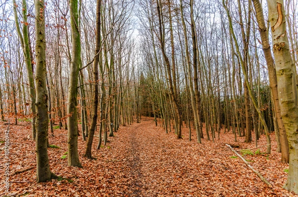 Obraz Autumn forest path covered in fallen leaves, leading through bare trees