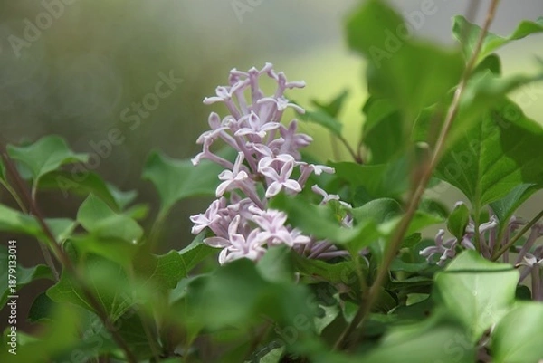 Obraz 핑크색 꽃, 수수꽃다리